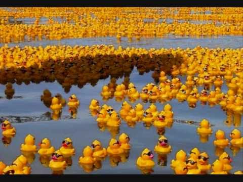 Ducks